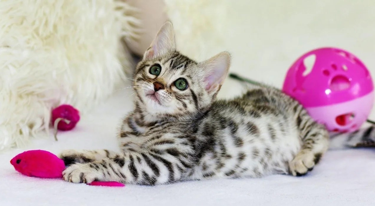 grey and white kitten with pink toys